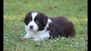 Dark chocolate and white border collie pup 5 weeks old