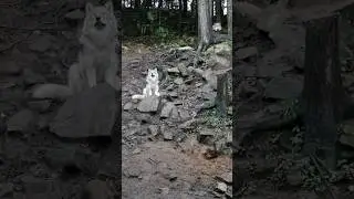 Wolf #wolf#naturelovers#nature #canada#quebec#travel#loup#thebigbadwolf#wolverine#okami#northamerica