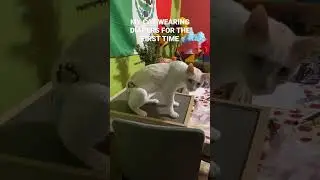 Cat Wearing Diaper *REACTION* 😭😭 #cats #baby #babies #funnycatvideos #benee #catvideos #catsshort