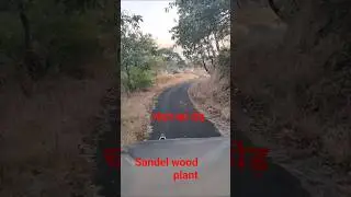 चंदन का पेड़#forest plant #sandel wood plant #sandel oil plant #plants #plantcare #plant knowledge