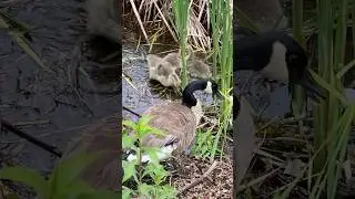 A Goose Family Enjoying Cattails #wildlife #nature #usa