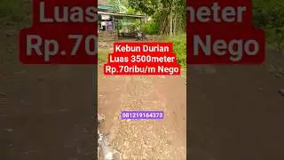 Jual kebun durian Luas 3500M surat SHM harga tanah Rp 70ribu/m Nego minat hub 081219164373 #shorts