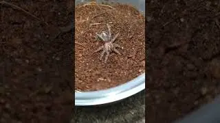 Curly hair tarantula sling before and after molt