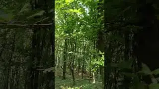 Clip 641 &ndash; 🌳 Forest Cathedral &ndash; Sacred Stillness and Sky Prayers 🙏🌤️