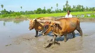 Bullock power performance /Bullockcart race