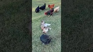 Ежегодное серьезное совещание по вопросам безопасности в Чикенвилле #курица #жизньживотных #смешн...