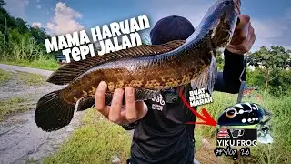 Exp Yiku frog buat Mama Haruan Marah | Okuma Jaw | Vlog 28