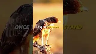 Don't Panic ~😎🔥 absolute motivation #vitalinspiration #sigmarule #shorts #quotes #animals #sequencia