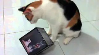 Chewy with Terra Magic Revolving Photo Cube