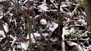 Lumikko Haukanniemessä