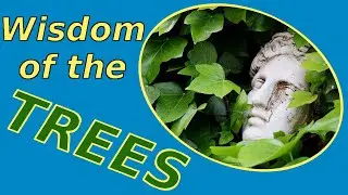 Sacred Trees - Ancient Spirituality and Religions - Wisdom of the Trees