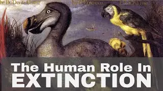 Pushing Animals Into Extinction | Paper review: Accelerated modern human&ndash;induced species losses