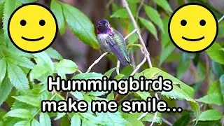 Hummingbirds - Sonora Desert Museum