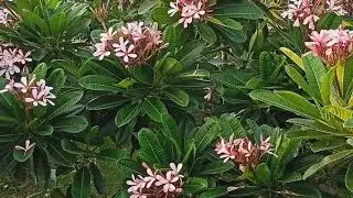 Big size growth plant 