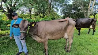 girolando/Gyr/tropico humedo/chiapas/Arriaga/ Ganadería San Luis part.1