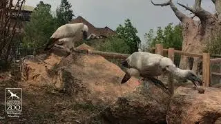 International Vulture Awareness Day 2020