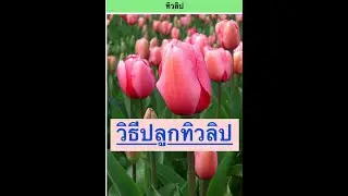 Guide on how to grow tulips at home, easy and fast  วิธีปลูกทิวลิป