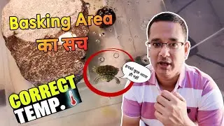 Turtle Basking Nahi Kar Raha Tha | Amar Deep Dwivedi | Vlog