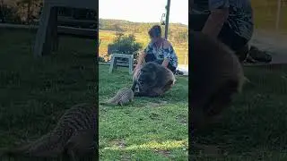a Naughty Mongoose! 🤩