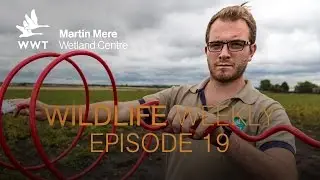 Wildlife Weekly Martin Mere - Episode 19