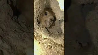awawa animal