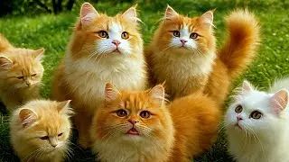Adorable Fluffy Kittens 🐱Playing on Green Grass | Cute Cats Family Outdoors 🐾🌿