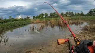 Ikan ganas kalau air tinggal segini_250