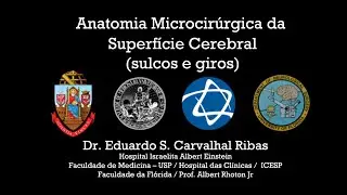 Neuroanatomia da Superfície Cerebral | Dr. Eduardo Carvalhal Ribas