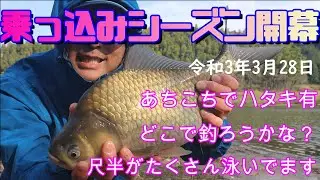 【令和3年3月28日】北山ダムは乗っ込み祭りでした♪【ハタキまくり】【ダムヘラ】【かんざし浮き】