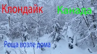 Клондайк, возле дома, наша роща😁