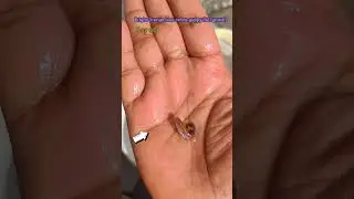 Bright orange blue cobra guppy fish growth timeline #fishshorts #guppyfish #shortsfeed