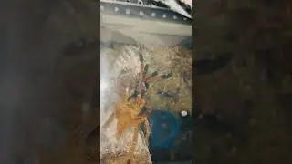 Orange baboon tarantulas mating #tarantula #spider