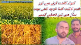 Kanola ki kasht Low cost big profit رایا کی کاشت پاکستان پنجاب