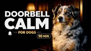 Calming Music for Dogs When Guests Arrive | Doorbell Trigger Support | 90 Minutes (Dark Mode 10:00)