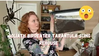 Rehousing my Pink Footed Goliath Birdeater Tarantula Sling! VERY unexpected :o