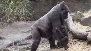 Bronx Zoo Gorilla Babies 2015