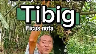 Kapag nakakita kayo ng Tibig (Ficus nota) palatandaan na may source ng tubig