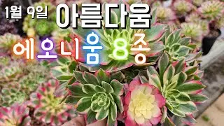 1.9일 에오니움 8종 이쁜이들
