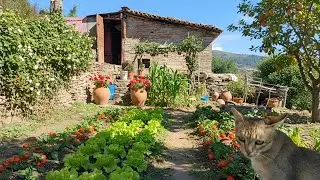 My Quiet Life  A Day in My Rustic Garden with My Cat