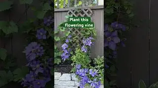 Clematis Vines #gardenideas #gardening #climbingplant #flowergarden