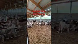 Modern Farm Calf Rearing #calf #new #cow #technology #farmlife #milk #srilanka #flowers #baby