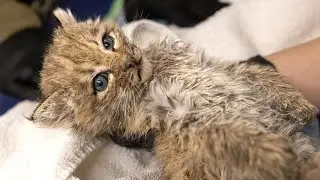Orphaned bobcat kittens rescued, rehabilitated in Central Oregon