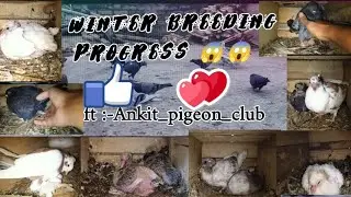 Winter breeding progress in my loft😱😱🕊️ #trending #longvideo #pigeon #vilogpigeon #viralvideo #bird 