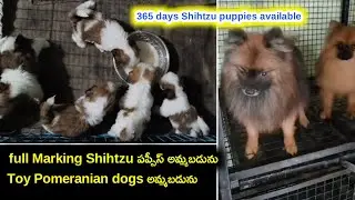 top quality Shihtzu,Toy Pomeranian dogs for sale in telugu/ 91825 08349 /aj pets