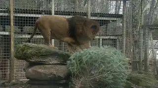 Zoo animals welcome recycled Christmas trees
