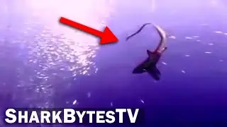Shark Attack Caught on Camera | The Rare Thresher Attacks Using Its Tail like a Sword!