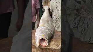 Original koduvaa🐟🐟