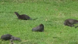 新加坡野生水獭 Smooth-coated Otter Family In Singapore_ On Land/In Water_ Wednesday_ 09 July 2025_ 10.06am