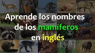 Inglés Americano - Vocabulario de Mamíferos  (Lección 350)