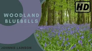 Forest Birdsong Nature Sounds - Woodland Bluebells - HD 1hr. Birdsong Version - Studying Series Ep.3